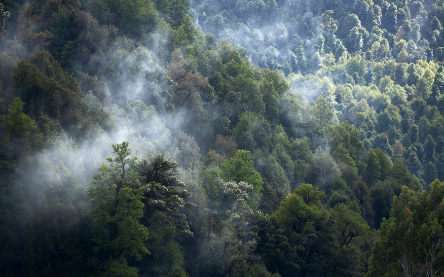 Valdivia y el agua en el Día Internacional de los Bosques